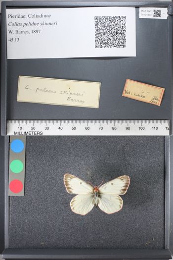 Media type: image;   Entomology 124454